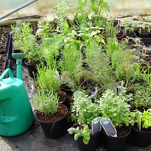 herb plants in tunnel