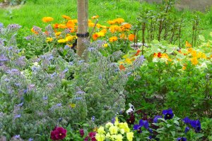 Salad Fowers planted in a cart wheel circle interplanted with varieties of mint!