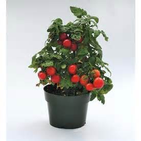 tomato in pot