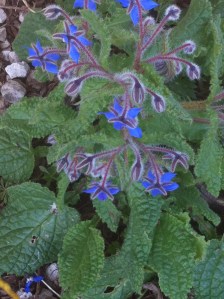 Borage