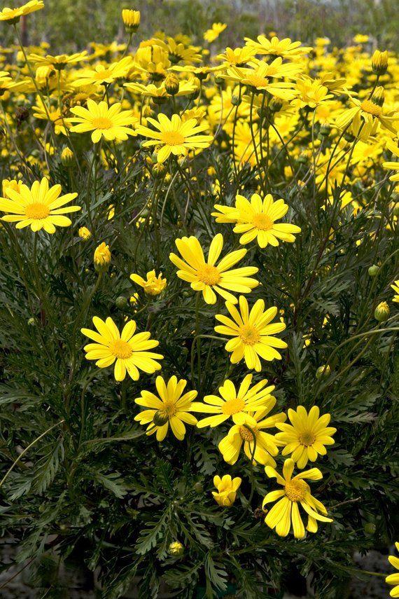 Euryops pectinatus