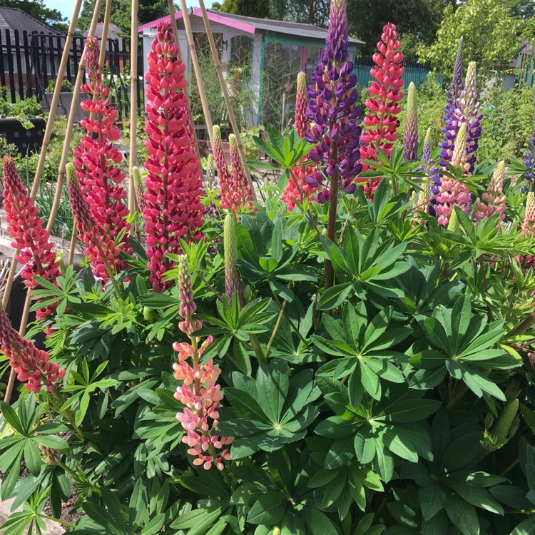 lupinus-russell-hybrid-mix-mix